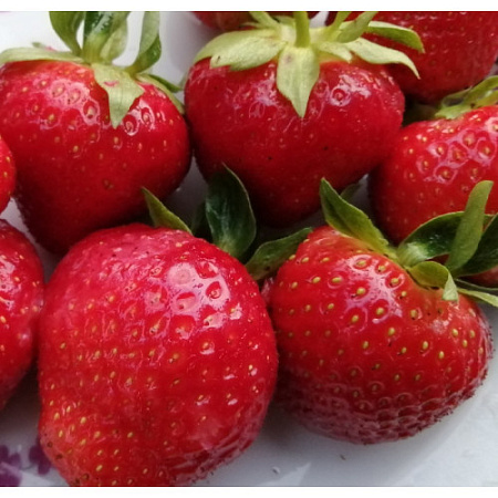 Клубника Лималексия Клубника Лималексия