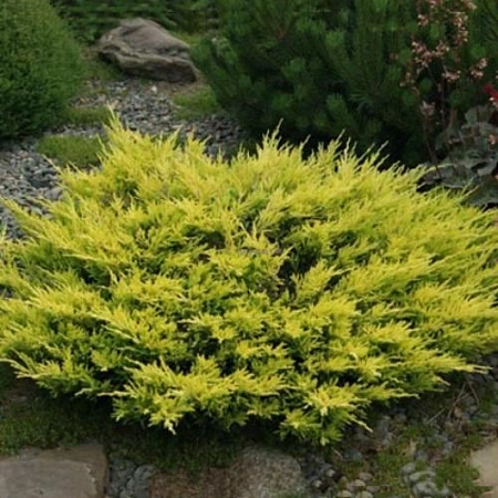 Можжевельник горизонтальный Лайм Глоу 30-40 см