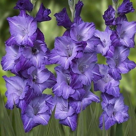 Гладиолус Blue Isle (уп. 5 шт)