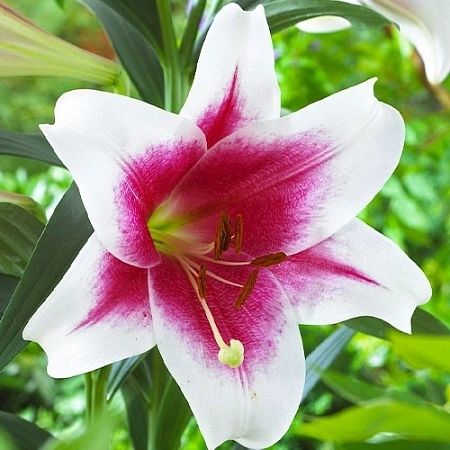 Лилия Triumphator (1 шт. в уп.)