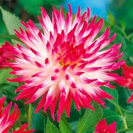 Георгина Dutch Explosion (1 шт. в уп.)