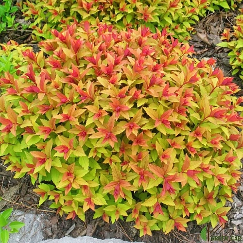 Спирея японская Gold Flame 30-40 см Спирея японская Gold Flame 30-40 см