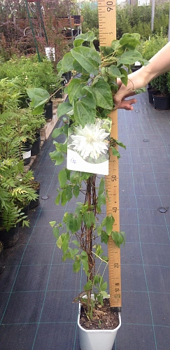 Клематис Yokiokoshi (Юкиокоши) Экстра Клематис Yokiokoshi (Юкиокоши) Экстра