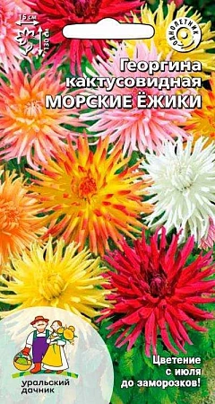 Георгина Морские Ежики кактусовидная (УД)