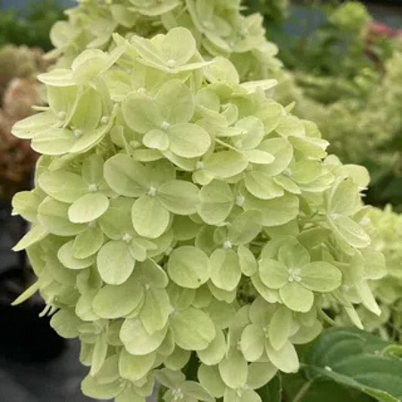 Гортензия Литл Пэшн (Little Passion) метельчатая C3 