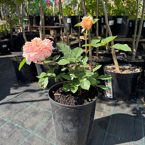 Роза английская Чарльз Остин (Charles Austin) абрикосовая С4 Роза английская Чарльз Остин (Charles Austin) абрикосовая С4