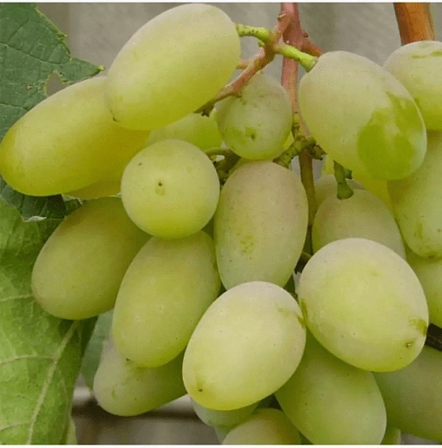 Виноград Первозванный Виноград Первозванный