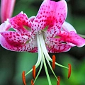 Лилия Speciosum Rubrum (уп. 1 шт) Лилия Speciosum Rubrum (уп. 1 шт)
