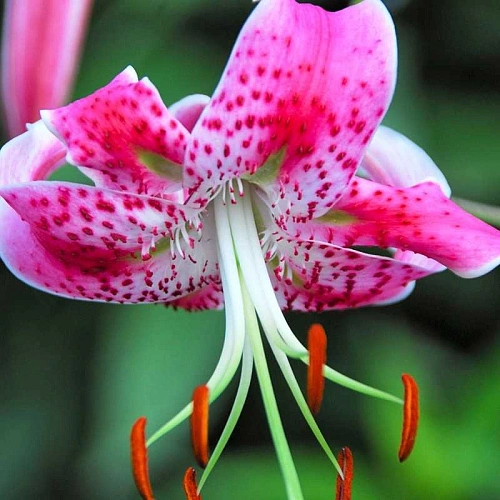 Лилия Speciosum Rubrum (уп. 1 шт) Лилия Speciosum Rubrum (уп. 1 шт)