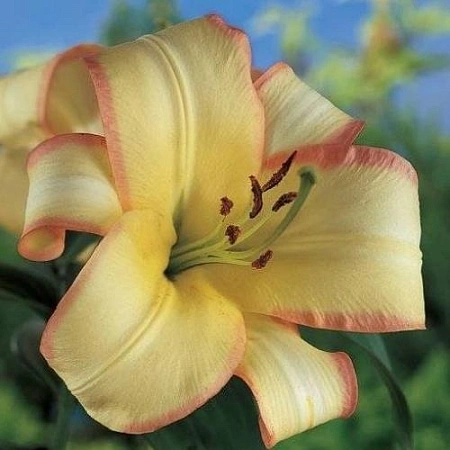 Лилия Boogie Woogie (2 шт. в уп.)