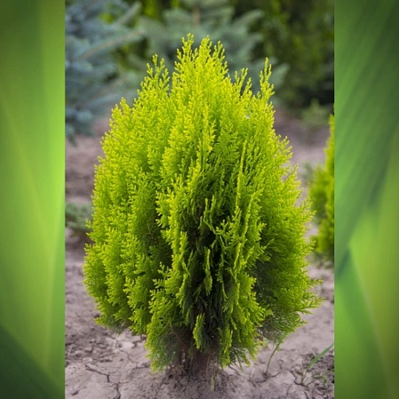 Туя восточная Ауреа Нана 20-40 см Туя восточная Ауреа Нана 20-40 см