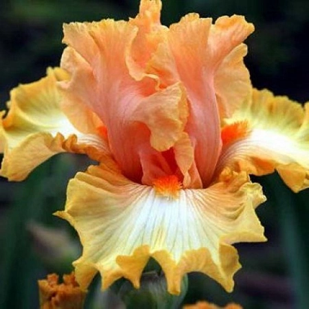 Ирис germanica Orange Ирис germanica Orange