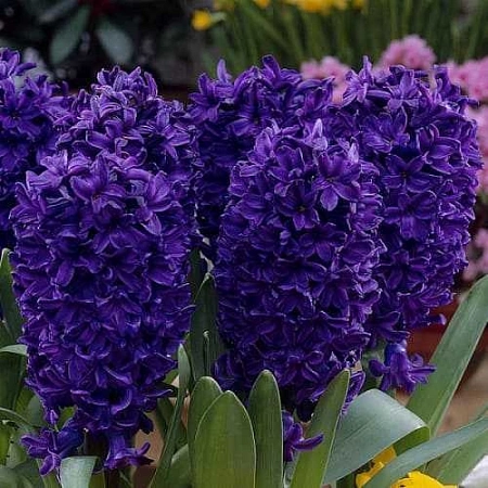 Гиацинт Peter Stuyvesant (3 шт. в уп.)