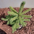 Ель Глаука Аризона (Glauca Arizona) 30-50 см колючая Ель Глаука Аризона (Glauca Arizona) 30-50 см колючая