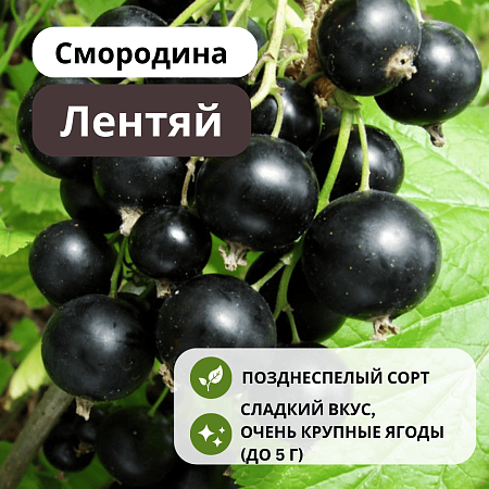 Смородина Лентяй черная С3 Смородина Лентяй черная С3
