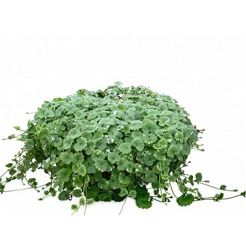 Будра, рассада Будра, рассада