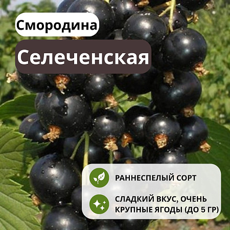 Смородина Селеченская черная С3