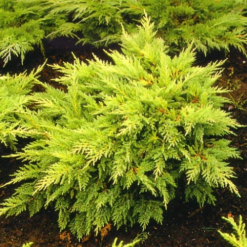 Можжевельник Мордиган Голд 15-25 см Можжевельник Мордиган Голд 15-25 см