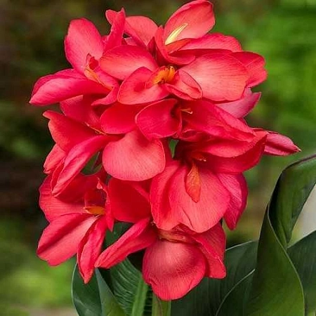 Канна Happy Isabel (уп. 1 шт) Канна Happy Isabel (уп. 1 шт)