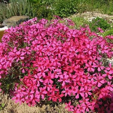 Флокс шиловидный розовый