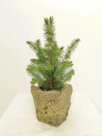 Ель сербская 15-20 см