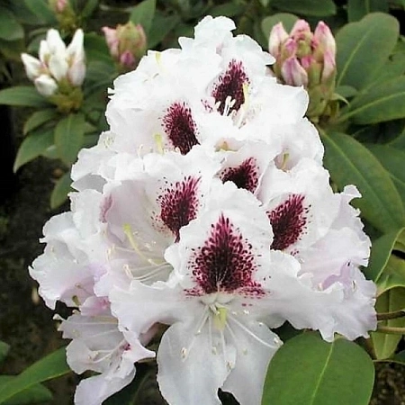 Рододендрон Calsap 25-30 см