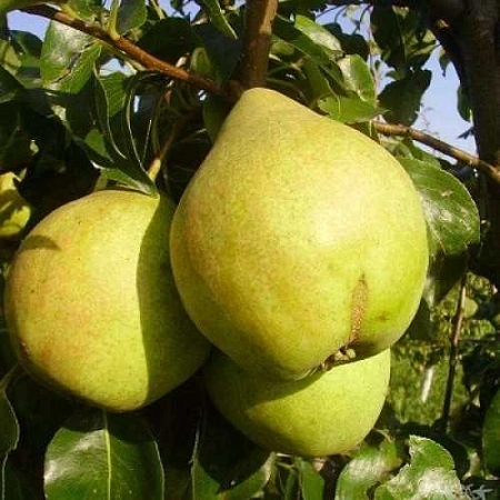 Груша Просто Мария (однолетка)