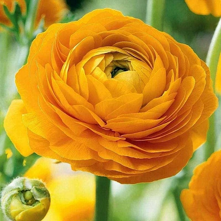 Ранункулюс Yellow (уп. 10 шт)