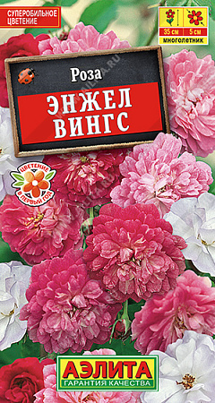 Роза китайская Энжел Вингс, 10 шт (Аэлита)