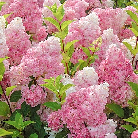 Гортензия Vanille fraise метельчатая С3