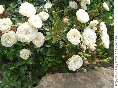 Роза миниатюрная в ассорт. Роза миниатюрная в ассорт.