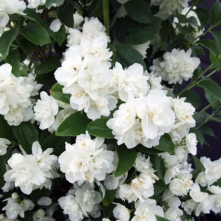 Жасмин Снежная буря