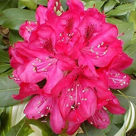 Рододендрон Nova Zembla 40-60 см Рододендрон Nova Zembla 40-60 см