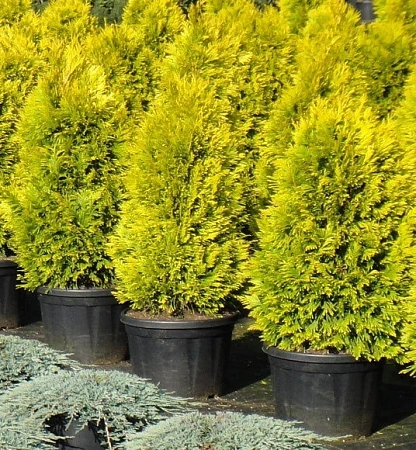 Туя западная Голден Брабант 60-70 см Туя западная Голден Брабант 60-70 см