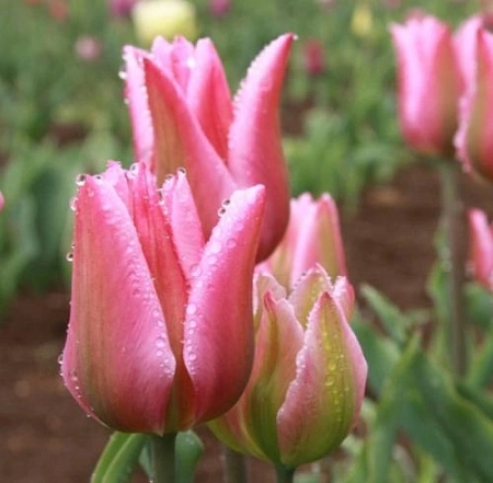 Тюльпан Christmas Exotic