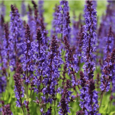 Шалфей дубравный Mainacht
