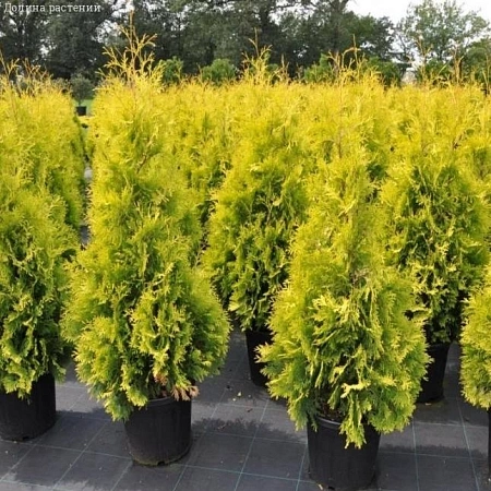 Туя западная Еллоу Риббон (Yellow Ribbon) 80-100 см Туя западная Еллоу Риббон (Yellow Ribbon) 80-100 см