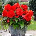 Бегония Double Red (2 шт. в уп.) Бегония Double Red (2 шт. в уп.)