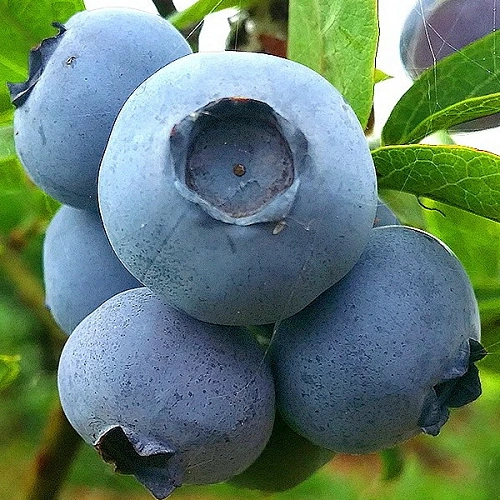 Голубика высокорослая Chandler 30-50 см Голубика высокорослая Chandler 30-50 см