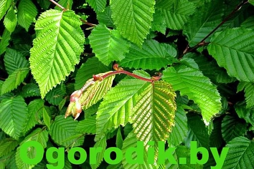 Граб обыкновенный 120-140 см Граб обыкновенный 120-140 см