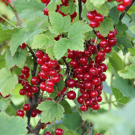 Смородина Коралловая красная Смородина Коралловая красная