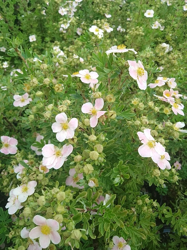 Лапчатка Pretty Polly кустарниковая C3 Лапчатка Pretty Polly кустарниковая C3