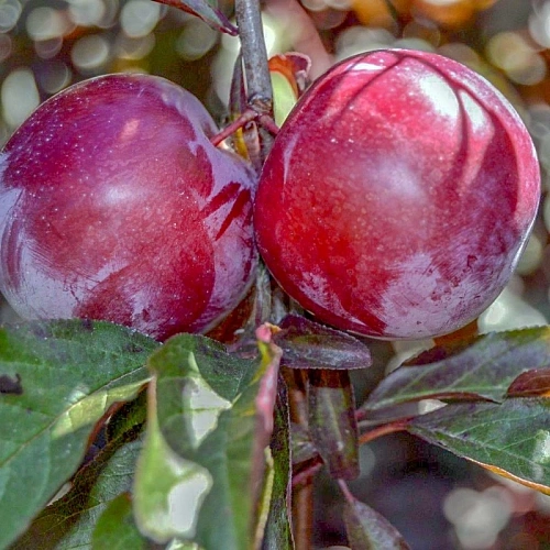 Алыча Лама Алыча Лама