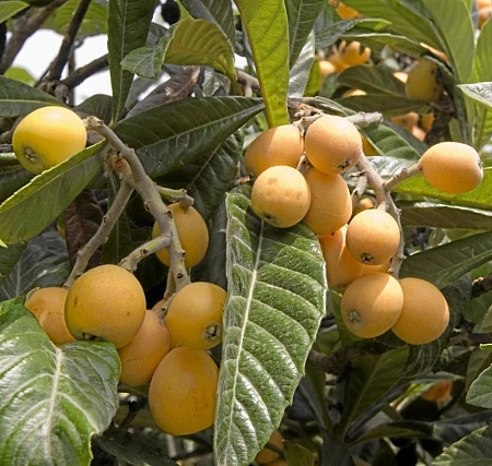 Мушмула Карадагская Мушмула Карадагская