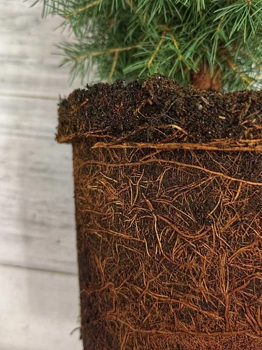 Ель голубая Глаука 60-80 см Ель голубая Глаука 60-80 см