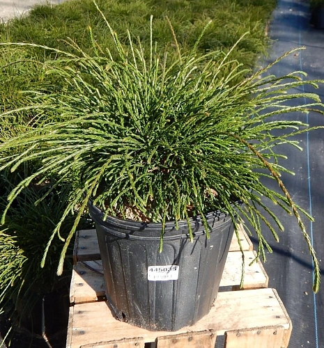 Туя складчатая Випкорд 20-30 см Туя складчатая Випкорд 20-30 см