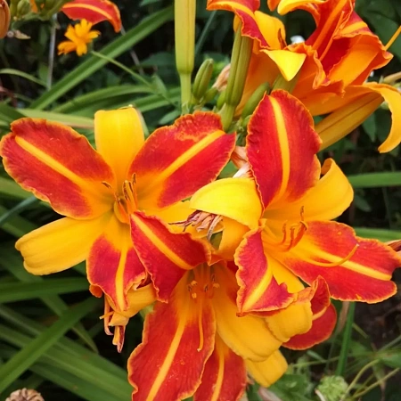 Лилейник Frans Hals (1 шт. в уп.) Лилейник Frans Hals (1 шт. в уп.)