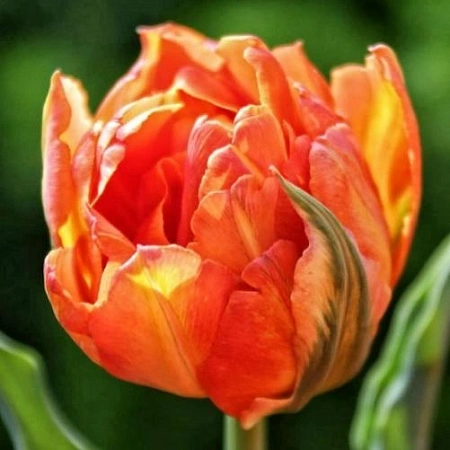 Тюльпан Monte Orange (5 шт. в уп.)