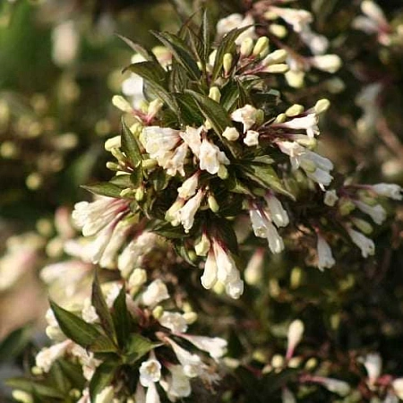 Вейгела Black and White цветущая