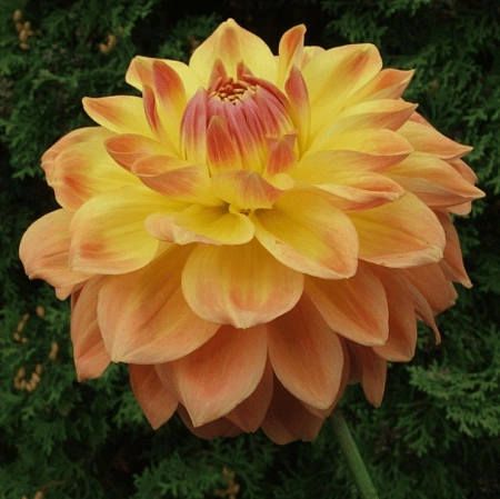 Георгина Ace Summer Sunset (уп. 1 шт)